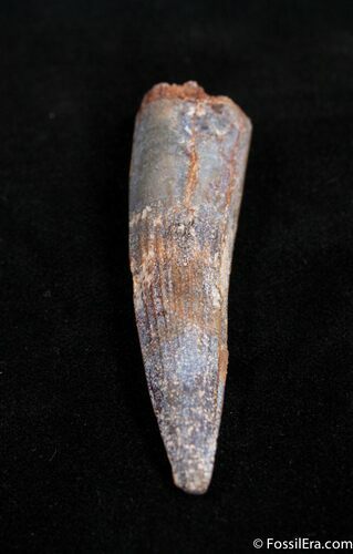 / Inch Spinosaurus Tooth #1509